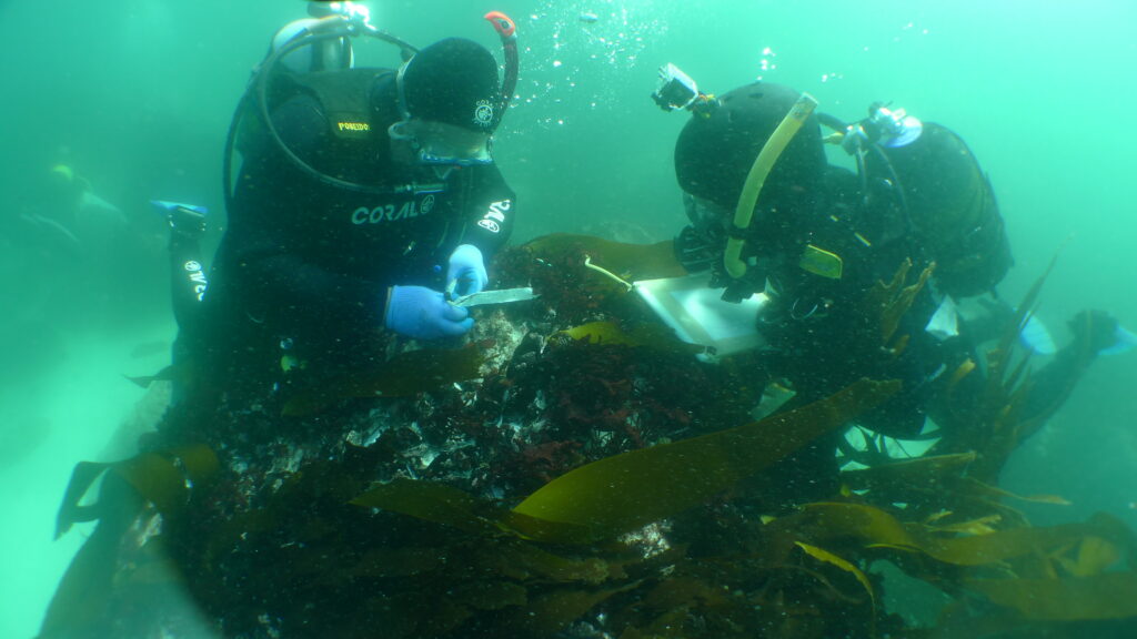 two divers underwater sitting on a rock covered in kelp and coral. the two are both looking at notes in front of them.