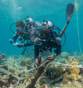 Two divers underwater measuring and picking up artifact.