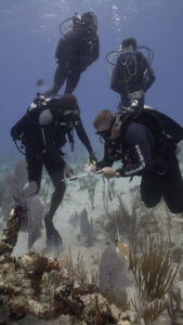 Four divers underwater taking notes on a clipboard together