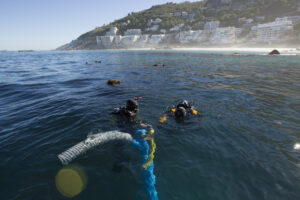 the majority of the frame is taken up with the ocean. in the center of the frame, two divers look down into the water while floating on the surface. Next to one a long tube emerges from the ocean depths. In the distance a developed shoreline is visible.