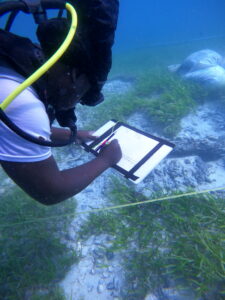 A driver faces away from the camera writing on a clipboard under water. The driver is wearing an oxygen tank, goggles and a white shirt. The driver is looking down at the sea floor. There is a measuring tape spread out over seagrass and sand. In the background, the seagrass continues.