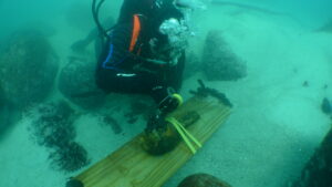 a diver kneeling on the sea floor underwater holding a measuring tape surrounding an artifact in front of them.